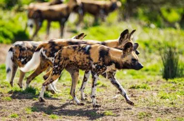 port lympne reserve