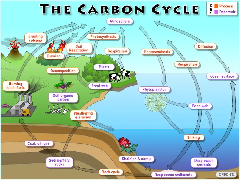 carbon cycle explained