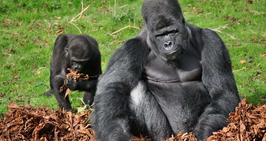 vip gorilla experience